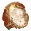 Madeira petrificada de Madagascar - Fatia quadrada para coleção - 1