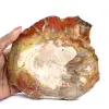 Madeira petrificada de Madagascar - Fatia quadrada para coleção - 0
