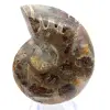 Amonita polida: Geometria marinha de Madagascar - 1