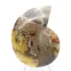 Amonita natural de Madagascar - Peça decorativa - 0