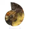 Amonita natural de Madagascar - Peça decorativa - 1