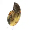 Amonita natural de Madagascar - Peça decorativa - 2