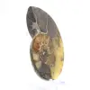 Amonita natural de Madagascar - Peça decorativa - 3