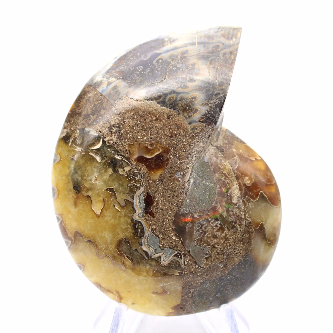 Amonita natural de Madagascar - Peça decorativa