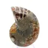 Amonita de Madagascar: Espécime de Mineralogia - 0