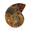 Amonita de Madagascar: Espécime de Mineralogia - 1