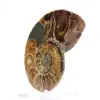 Amonita de Madagascar: Espécime de Mineralogia - 2