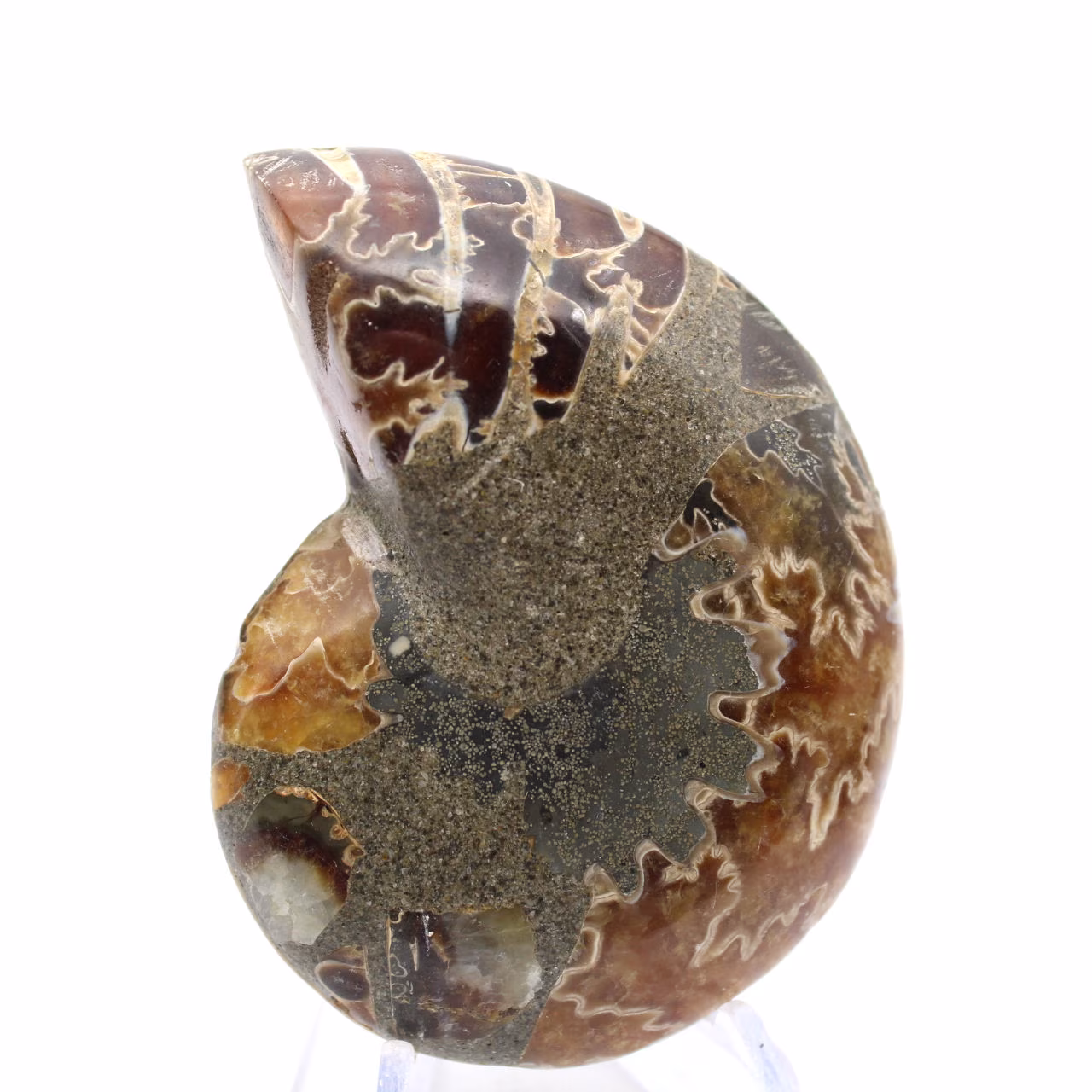 Amonita de Madagascar: Espécime de Mineralogia