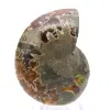 Amonita fossilizada autêntica: acabamento artesanal - 0