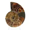 Amonita fossilizada autêntica: acabamento artesanal - 1