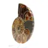 Amonita fossilizada autêntica: acabamento artesanal - 2