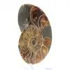 Amonita fossilizada autêntica: acabamento artesanal - 3