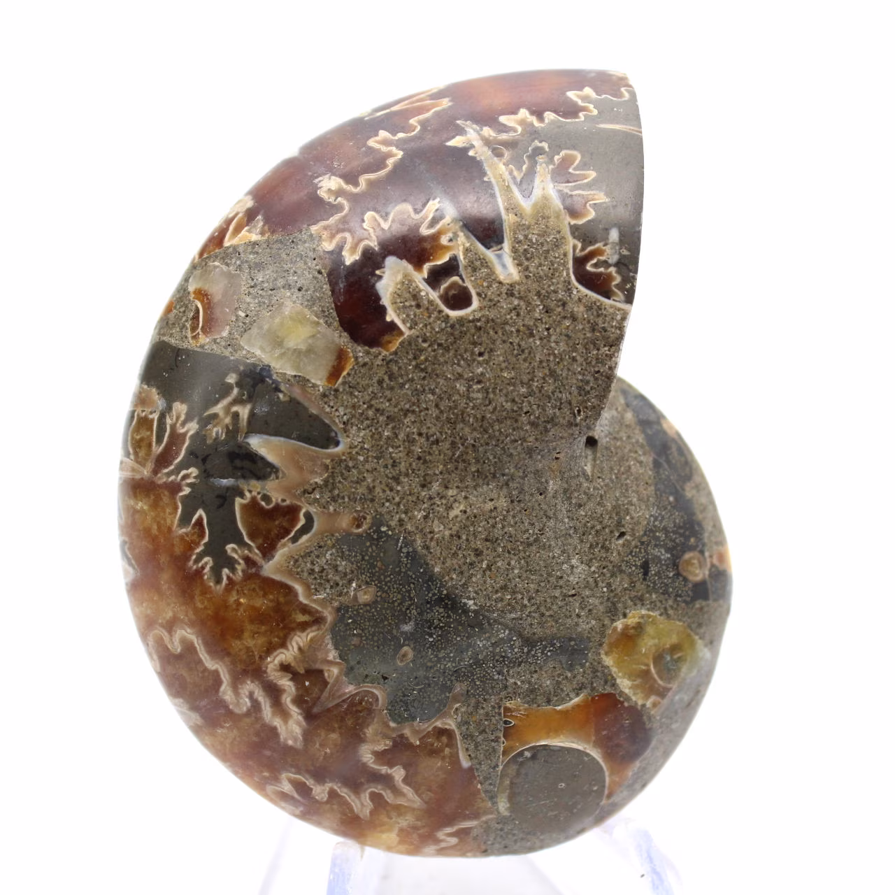 Amonita fossilizada autêntica: acabamento artesanal