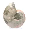 Amonita polida de Mahajanga: Tesouro paleontológico - 0