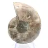 Cefalópode fossilizado: Amonita de dupla face - 0