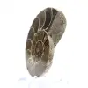 Cefalópode fossilizado: Amonita de dupla face - 2