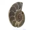 Cefalópode fossilizado: Amonita de dupla face - 3