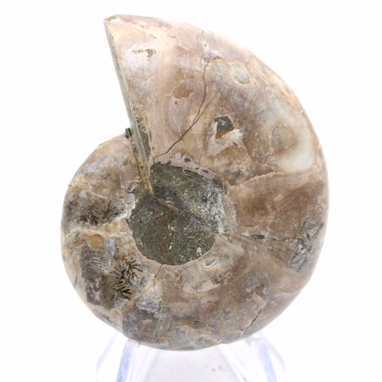 Cefalópode fossilizado: Amonita de dupla face