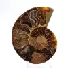 Amonita clara de Madagascar: Delicadeza e Detalhes - 1