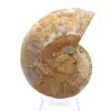 Amonite de Mahajanga: Harmonia Mineral - 0