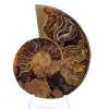 Amonite de Mahajanga: Harmonia Mineral - 1