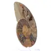 Amonite de Mahajanga: Harmonia Mineral - 2