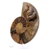 Amonite de Mahajanga: Harmonia Mineral - 3