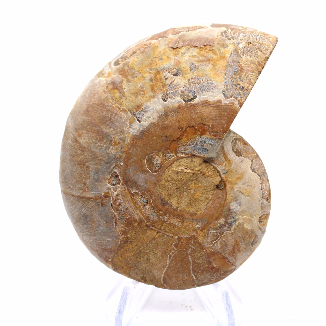 Amonite de Mahajanga: Harmonia Mineral