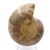 Espécime de amonita: A espiral de Madagascar - 0