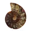 Espécime de amonita: A espiral de Madagascar - 1