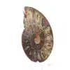 Espécime de amonita: A espiral de Madagascar - 2