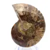 Amonita fossilizada: Espécime mineral de Madagascar - 0