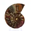 Amonita fossilizada: Espécime mineral de Madagascar - 1