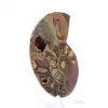 Amonita fossilizada: Espécime mineral de Madagascar - 2