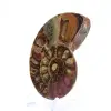 Amonita fossilizada: Espécime mineral de Madagascar - 3