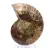Amonita fossilizada: Espécime mineral de Madagascar