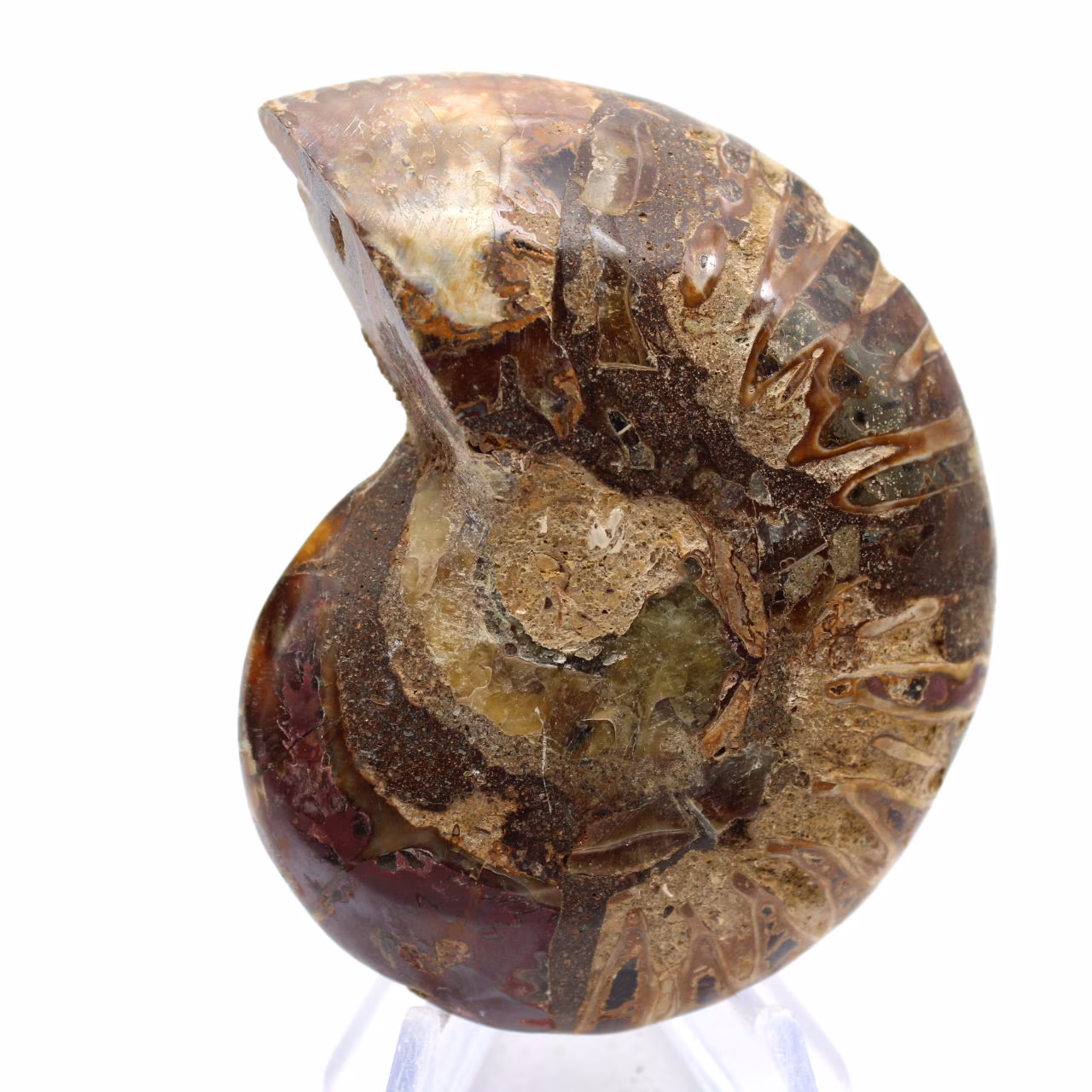 Amonita fossilizada: Espécime mineral de Madagascar