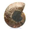 Amonita gigante de Madagascar: Força natural - 0