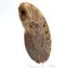 Amonita gigante de Madagascar: Força natural - 2