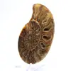 Amonita gigante de Madagascar: Força natural - 3