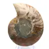 Amonita polida: Geometria marinha de Madagascar - 3