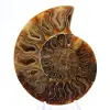 Amonita polida: Geometria marinha de Madagascar - 1