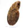 Amonita polida: Geometria marinha de Madagascar - 2