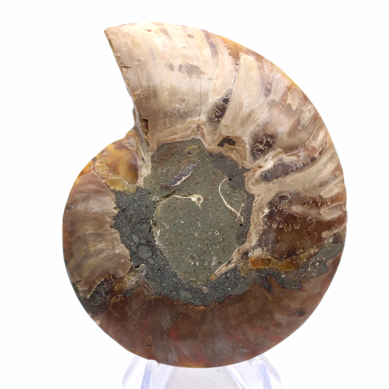Amonita polida: Geometria marinha de Madagascar