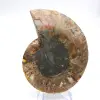 Amonita polida: Geometria marinha de Madagascar - 4