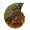 Amonita impressionante de Madagascar: Pureza fóssil - 1