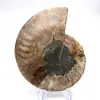 Espécime de amonita de grande porte: Prestígio de Madagascar - 0