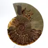 Espécime de amonita de grande porte: Prestígio de Madagascar - 1
