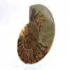 Espécime de amonita de grande porte: Prestígio de Madagascar - 2
