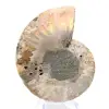 Amonita polida: Geometria marinha de Madagascar - 5